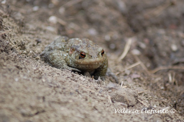 Bufo bufo @ Ctr. Feudozzo (Castel di Sangro)